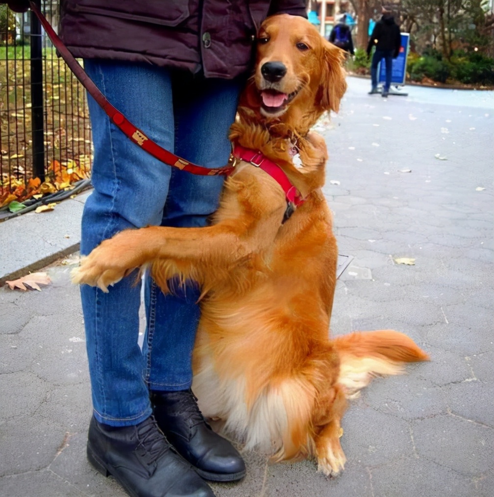 养一只金毛犬是什么体验？网友：就像养了“白眼狼”