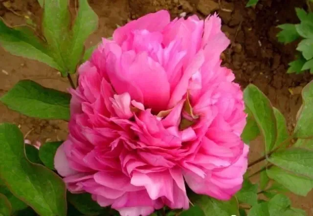 100种名贵牡丹鉴赏 绘画好素材（报花名）