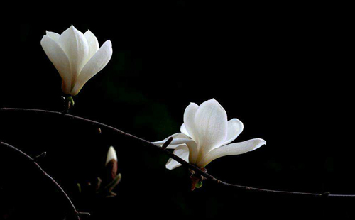 关于玉兰花的诗词十首