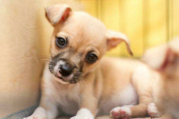 狗狗不断呕吐却只是干呕？可能是狗狗胃酸倒流了。主人该如何应对