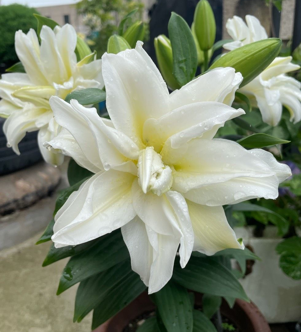 奥斯卡百合怎么养忌讳什么精心整理