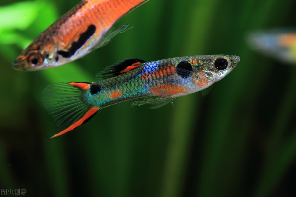 注意这2点,绿水养的孔雀鱼更好看