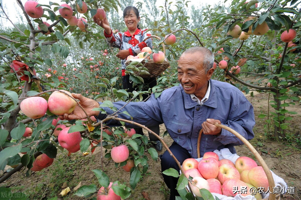 苹果价格跌破历史新低，果农说；卖一斤自己亏损3毛，种植太难了