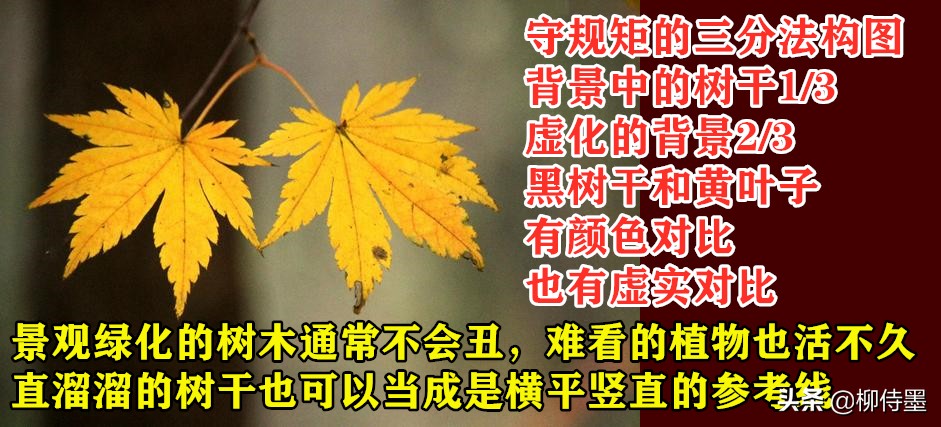 秋天景色美不胜收，每天学点摄影技巧，拍好“一叶知秋”