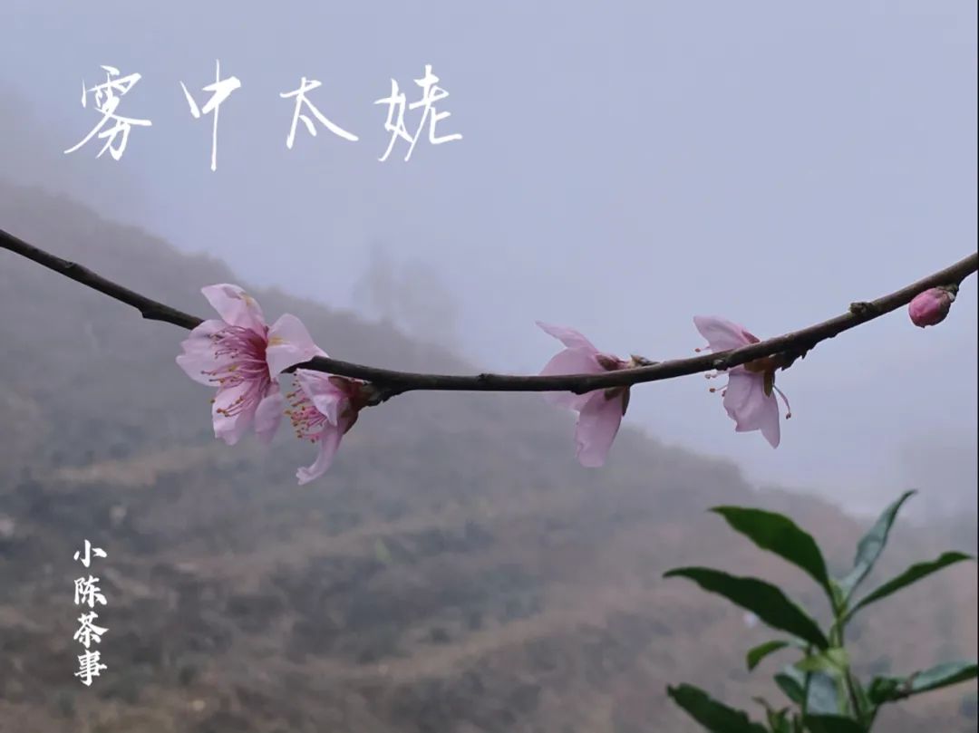 春茶季，除了白毫银针、白牡丹、春寿眉，说说太姥山的雾与露