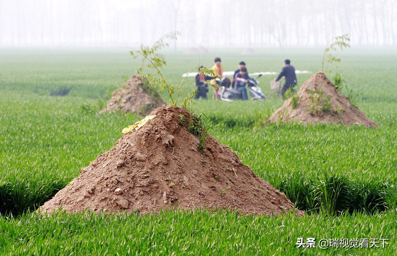 河南周口平坟,河南周口平坟事件始末