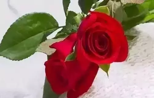 广州市市花是什么（全国56个城市的市花介绍）