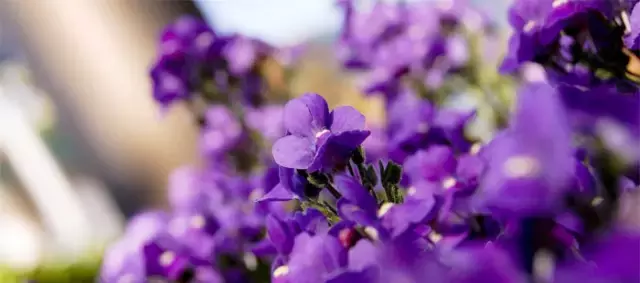 最闲十首古诗:静听花落,坐看云舒!