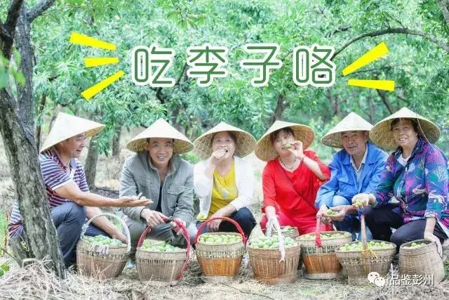 七月贡李甜，邀你赴约乐活葛仙山·第三届果园采摘之旅