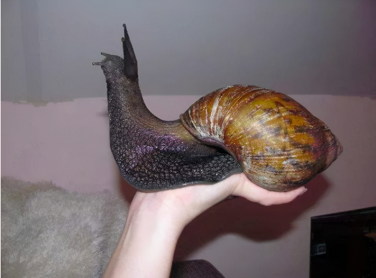 非洲大蜗牛是一种陆栖蜗牛,壳略呈纺锤形,这种蜗牛