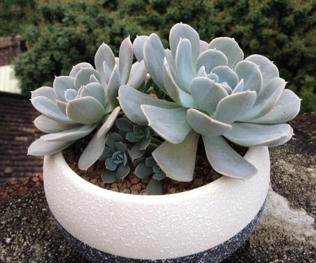 鲁氏蓝石莲多肉_石莲花属多肉 - 云林新闻励志网