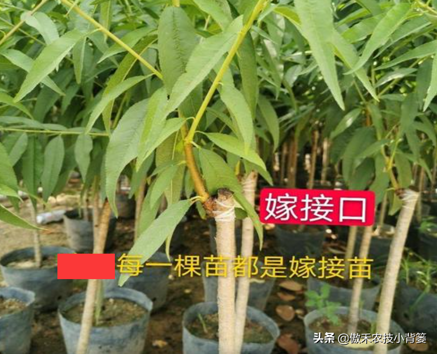 桃树嫁接时间和方法（桃树嫁接(jie)时间和方法温度）-大(da)连信息网