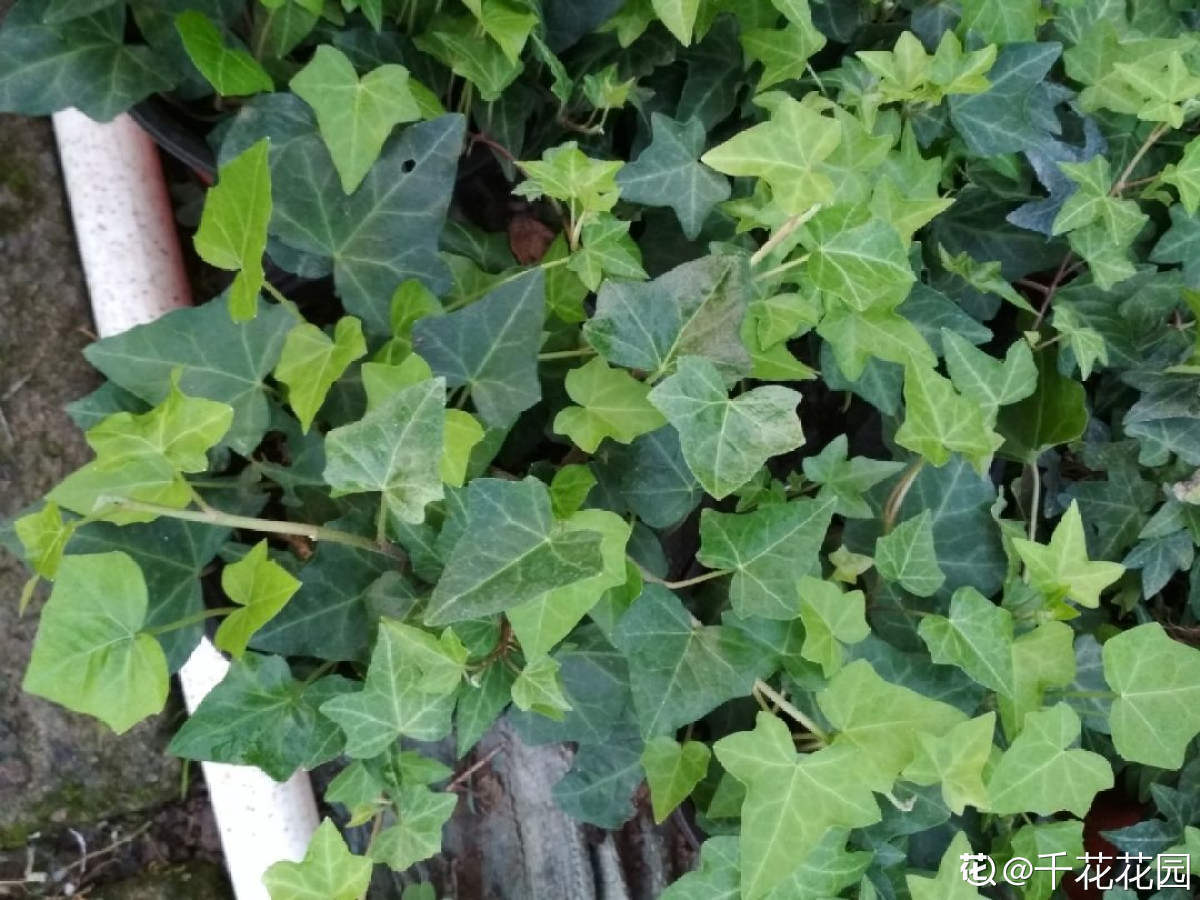 花草的图片大全（100种常见花图鉴一览表）