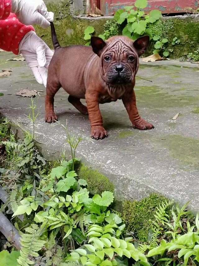 重庆川东猎犬俱乐部官网(川东猎犬 重庆犬)