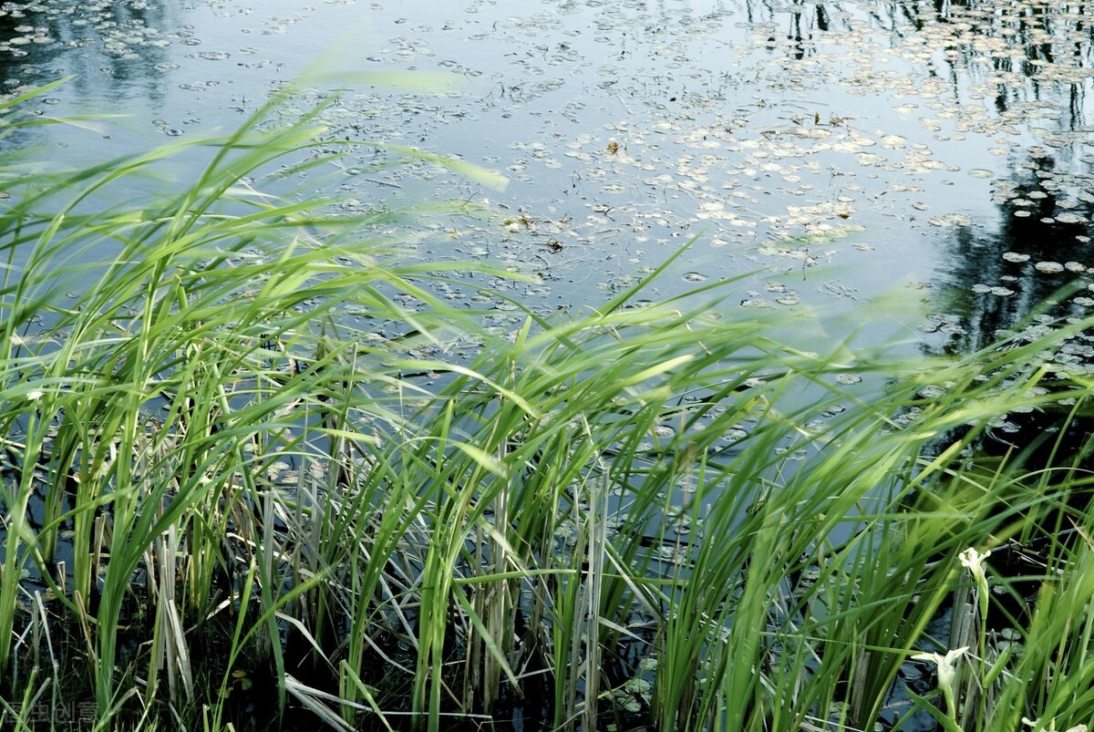 如何釣草魚,冬季如何釣草魚
