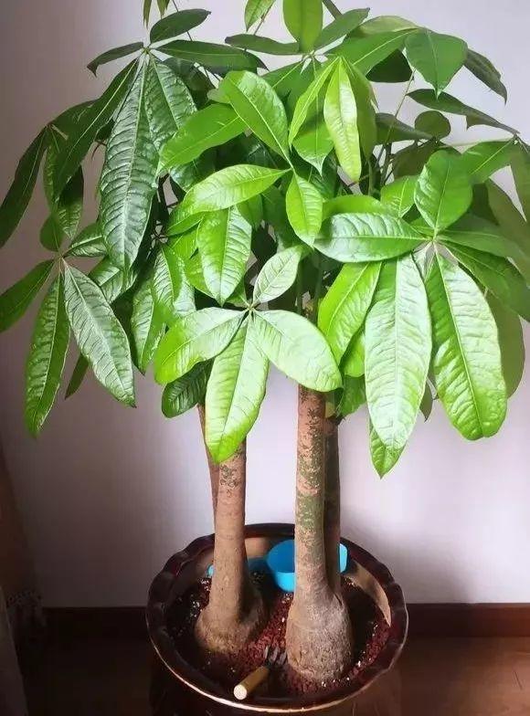 想要长寿花冬天抗冻一点,趁现在撒把肥,叶子厚实开花还多