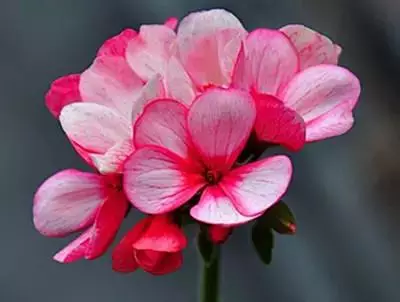 各种花的寓意及花语（100种花的花语大全）