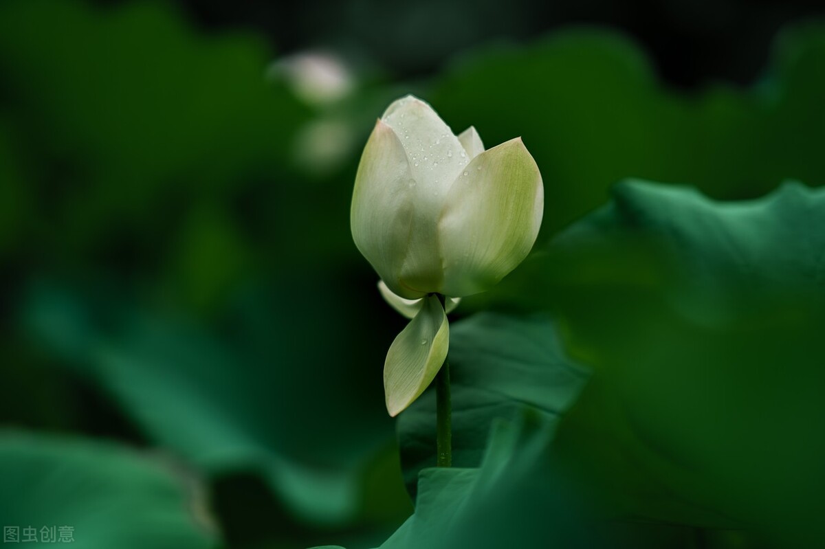 浮生若茶，甘苦一念，时光深处有诗意，随遇而安觅清欢