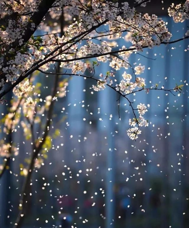 风暖人间草木香,一笺清浅入夏来