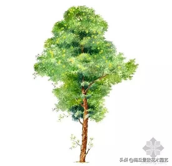 常绿乔木有哪些（70多种常用常绿乔木图例宝典）