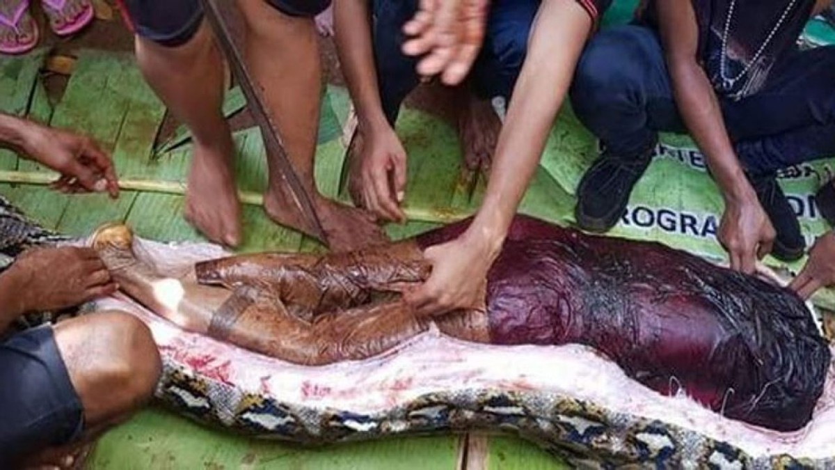 网纹蟒吃人的案件在印尼时有发生.