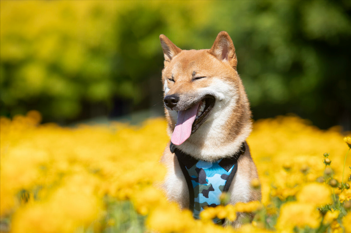 柴犬最新知识百科 你了解多少 柴犬的优点柴犬的缺点柴犬是最接近狼的犬种秋田 柴犬 豆柴如何区分 天天看点