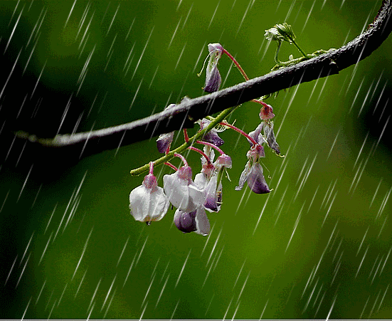 有关于春雨的诗_春雨这首诗怎么写