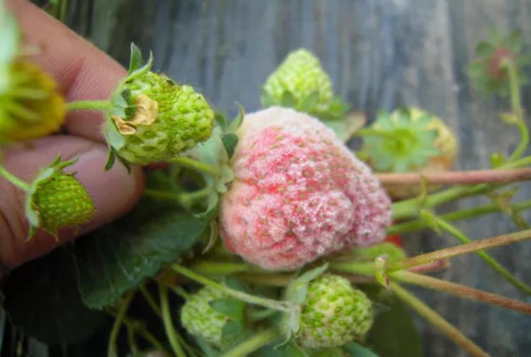 草莓常见几种病害常发生,如何来预防效果好?