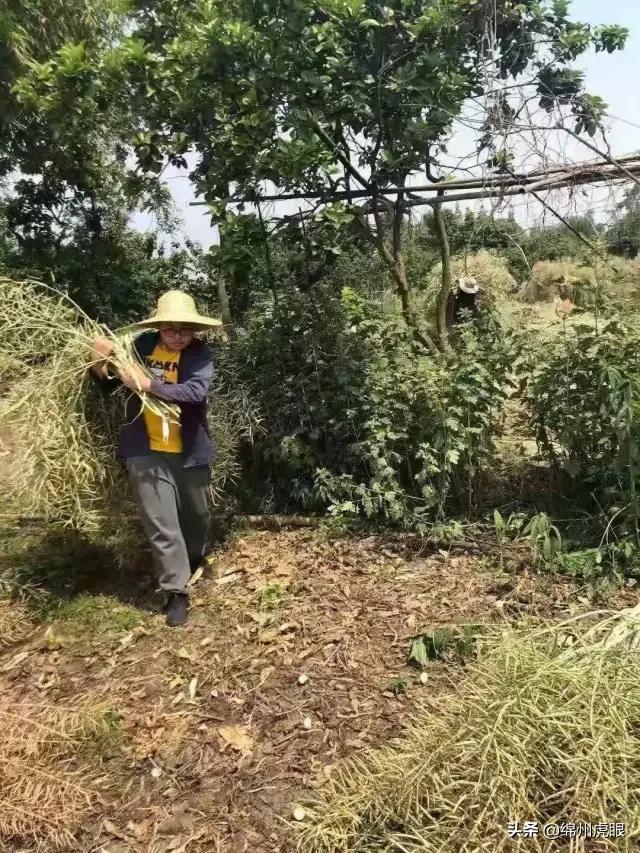 好心疼！绵阳十二三岁的娃娃，竟被学校赶下田去插秧子