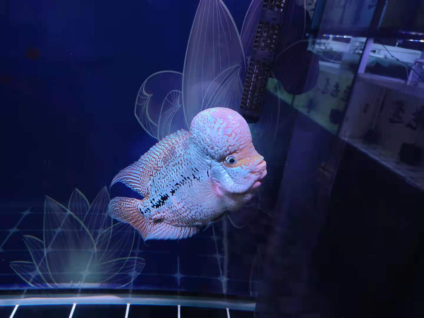 罗汉鱼图片及价格(罗汉鱼静养一周) - 赤虎壹号