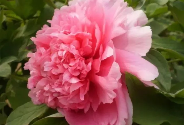 100种名贵牡丹鉴赏 绘画好素材（报花名）