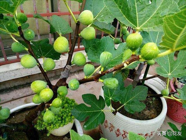 无花果一年可以结几次果（详解无花果盆栽结果要点）