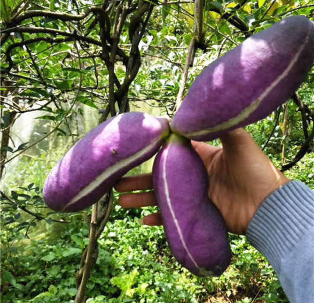 野果100种大全图片及名称(户外这20种能吃的野果子)