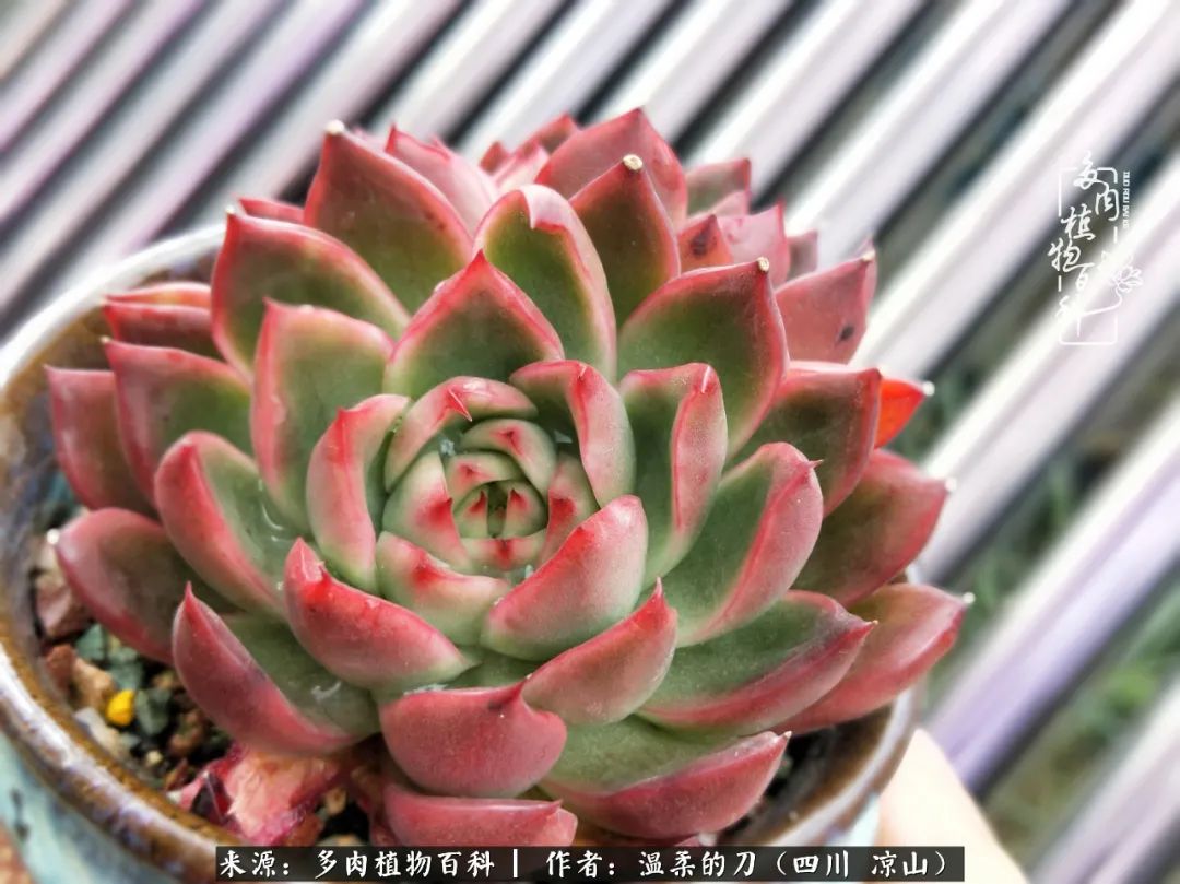 多肉相伴，岁月生香，愿现世安稳，许四季花开