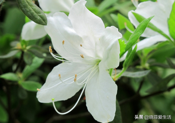 野外游玩，11种有毒植物，注意不要误食，安全第一