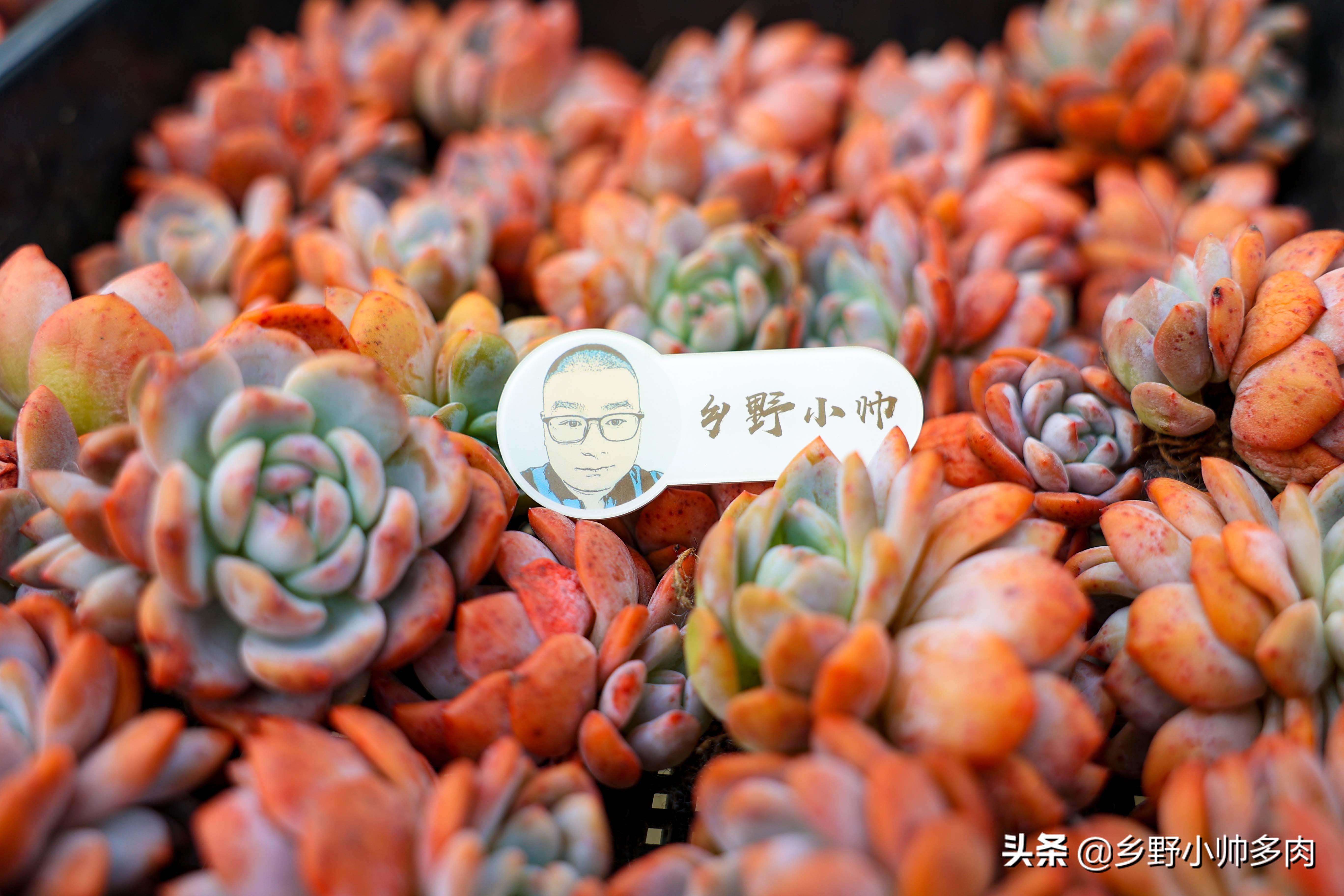 复合肥、有机肥、缓释肥,多肉用肥到底怎么选?听小帅讲解