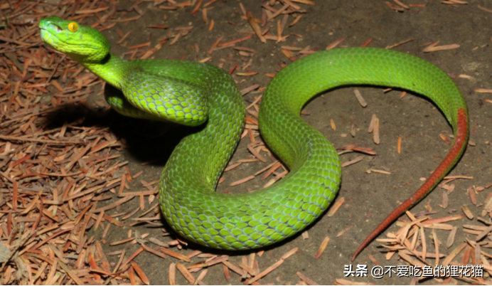 台湾竹叶青蛇图片
