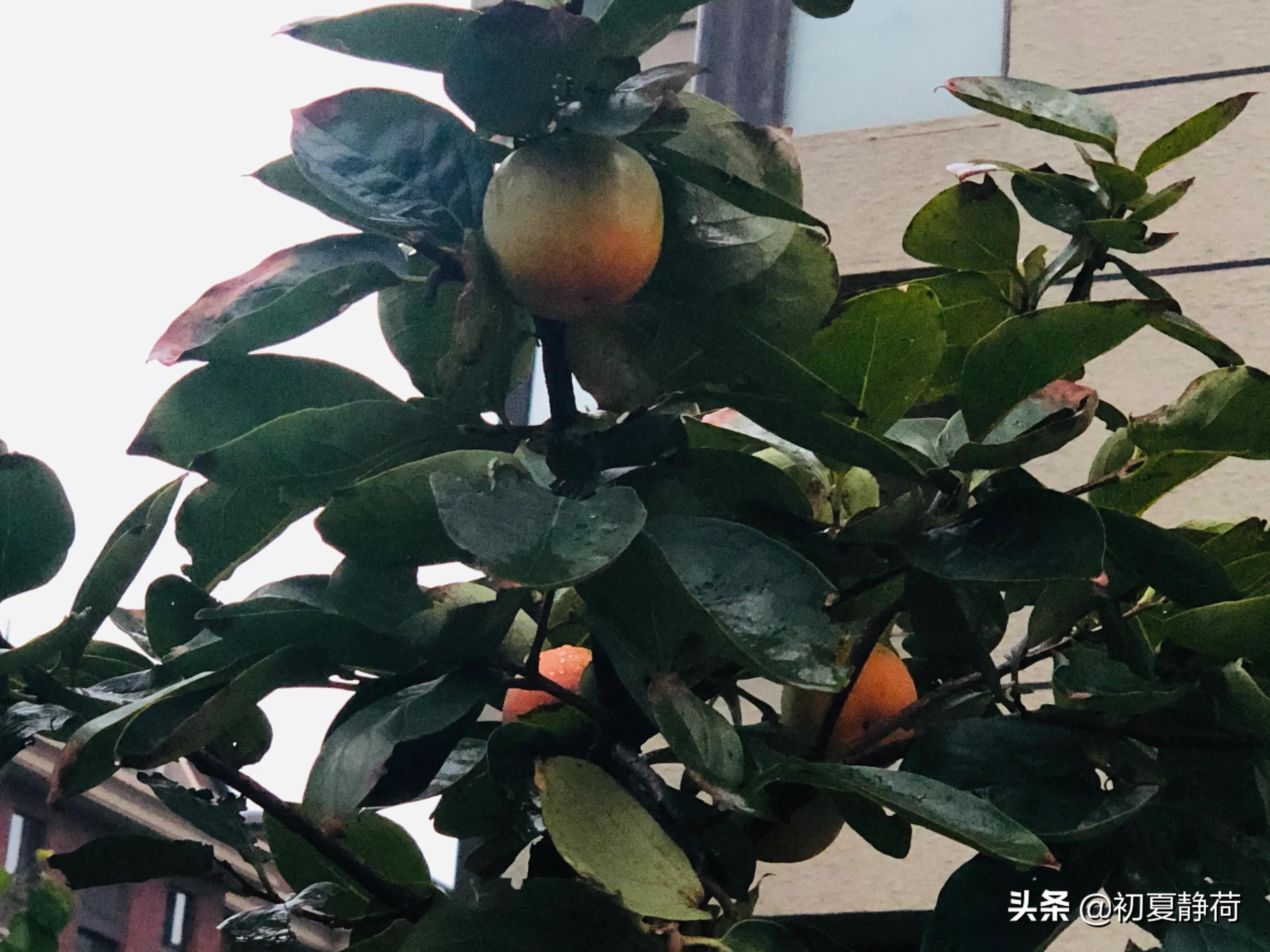 秋雨的深情，都藏在了花中，傍晚随笔