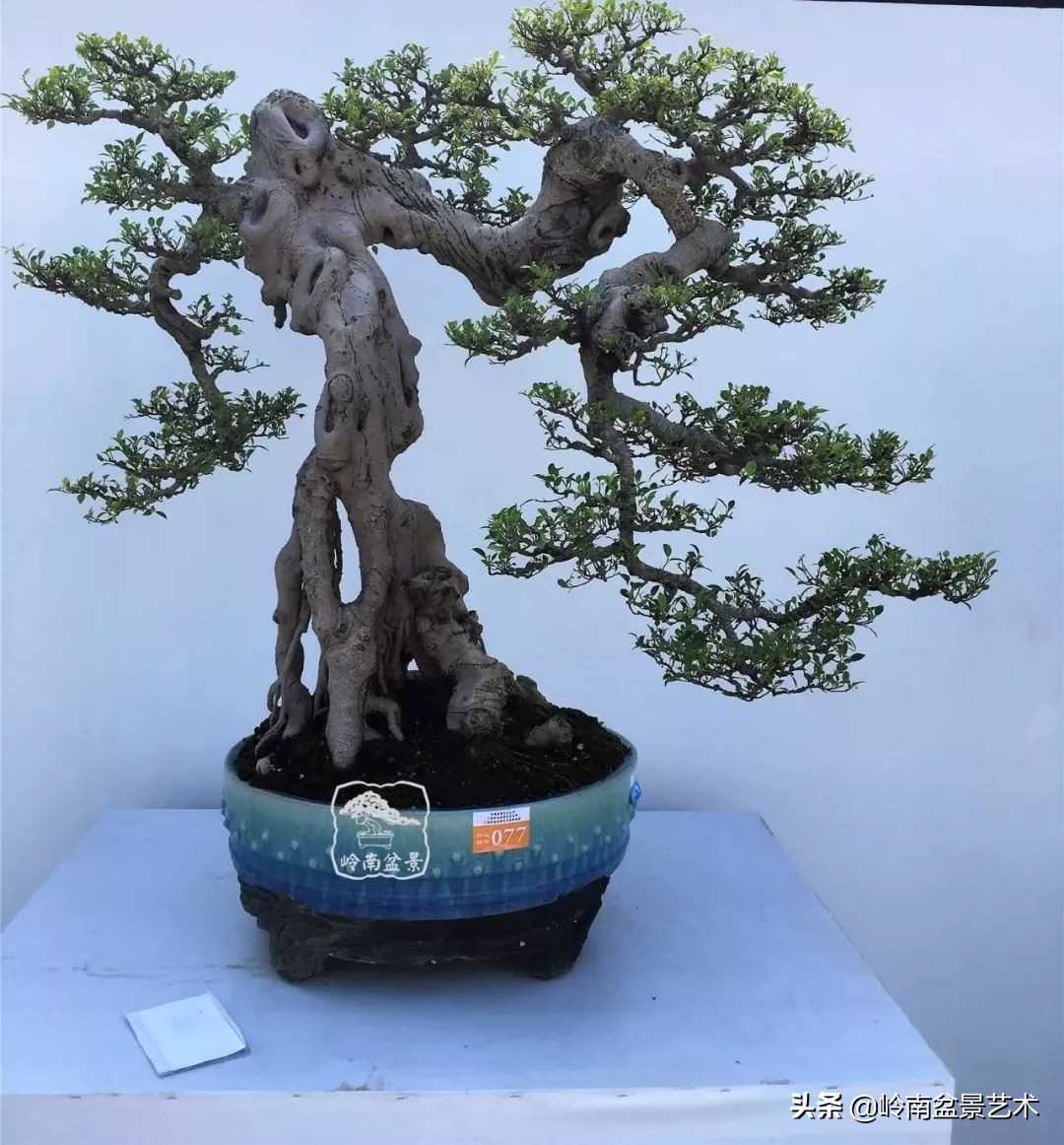 榕樹盆景圖片,榕樹盆景圖片大全欣賞