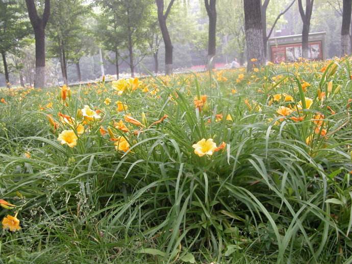 忘憂草就是黃花菜,忘憂草就是黃花菜?