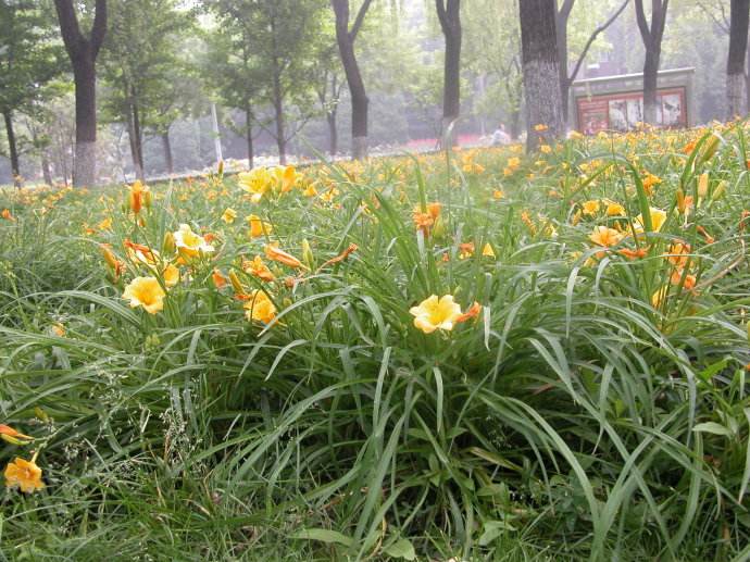 忘忧草就是黄花菜,忘忧草就是黄花菜?