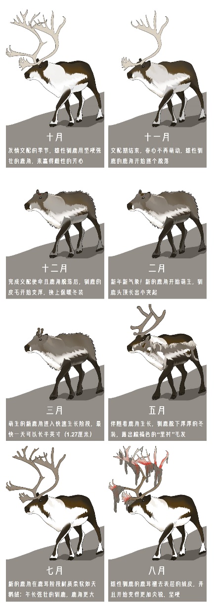 芬兰驯鹿图片(不怕冷、眼神好、像狗子......驯鹿还有啥不为人知的特点？)