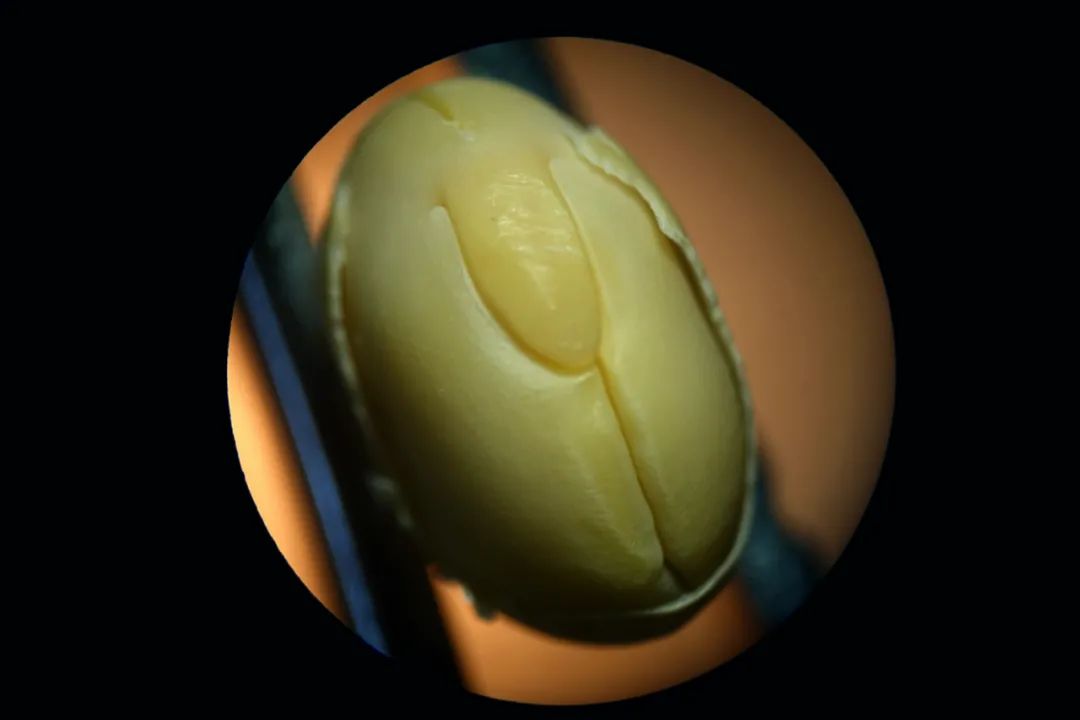 从其种脐部位特写来看,种脐边上有个小孔,称为种孔,由珠孔发育而来