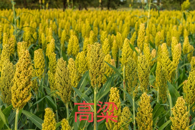 六畜指的是什么 六畜是指什么初一-百联百科