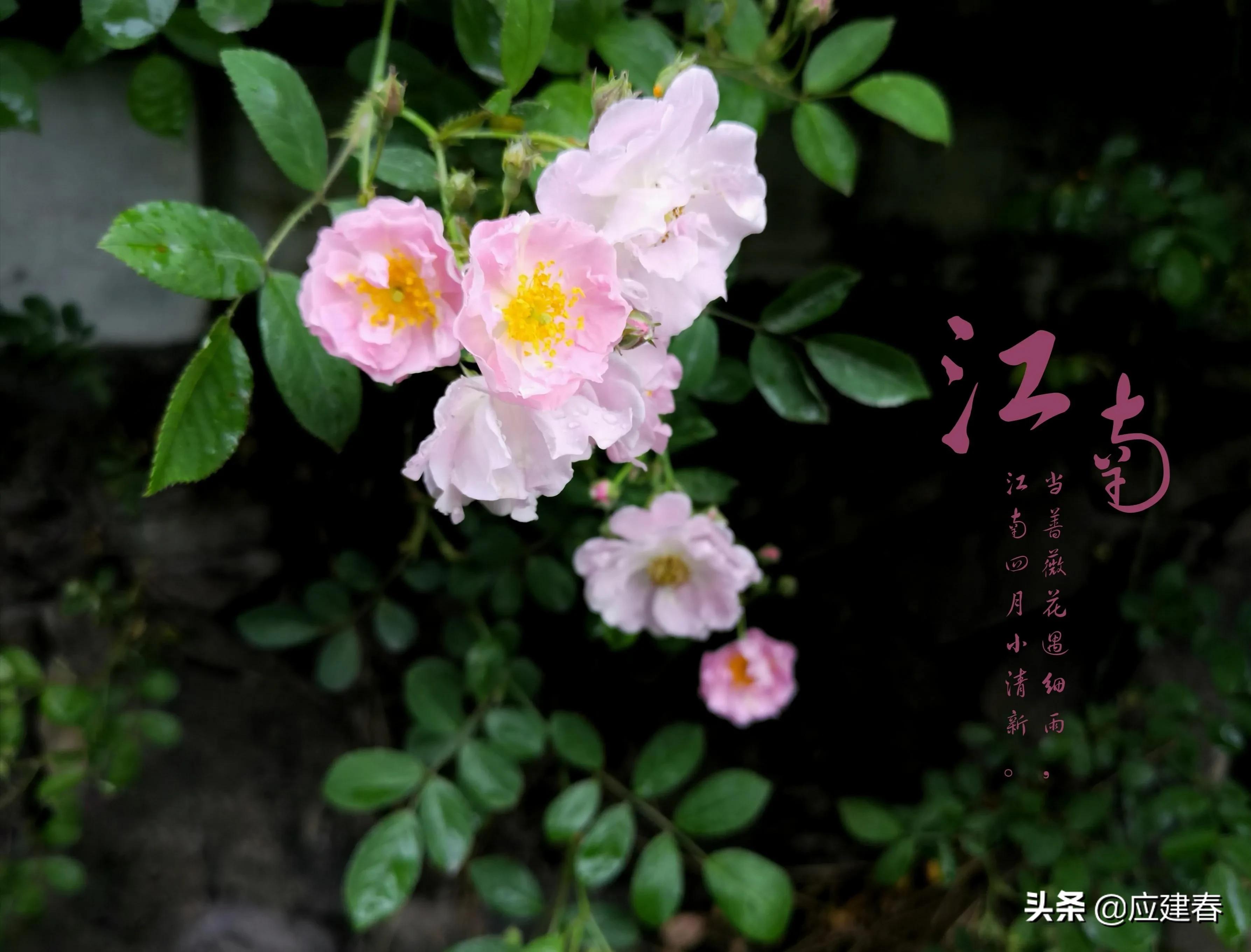 「散文」当蔷薇花遇细雨，江南四月小清新