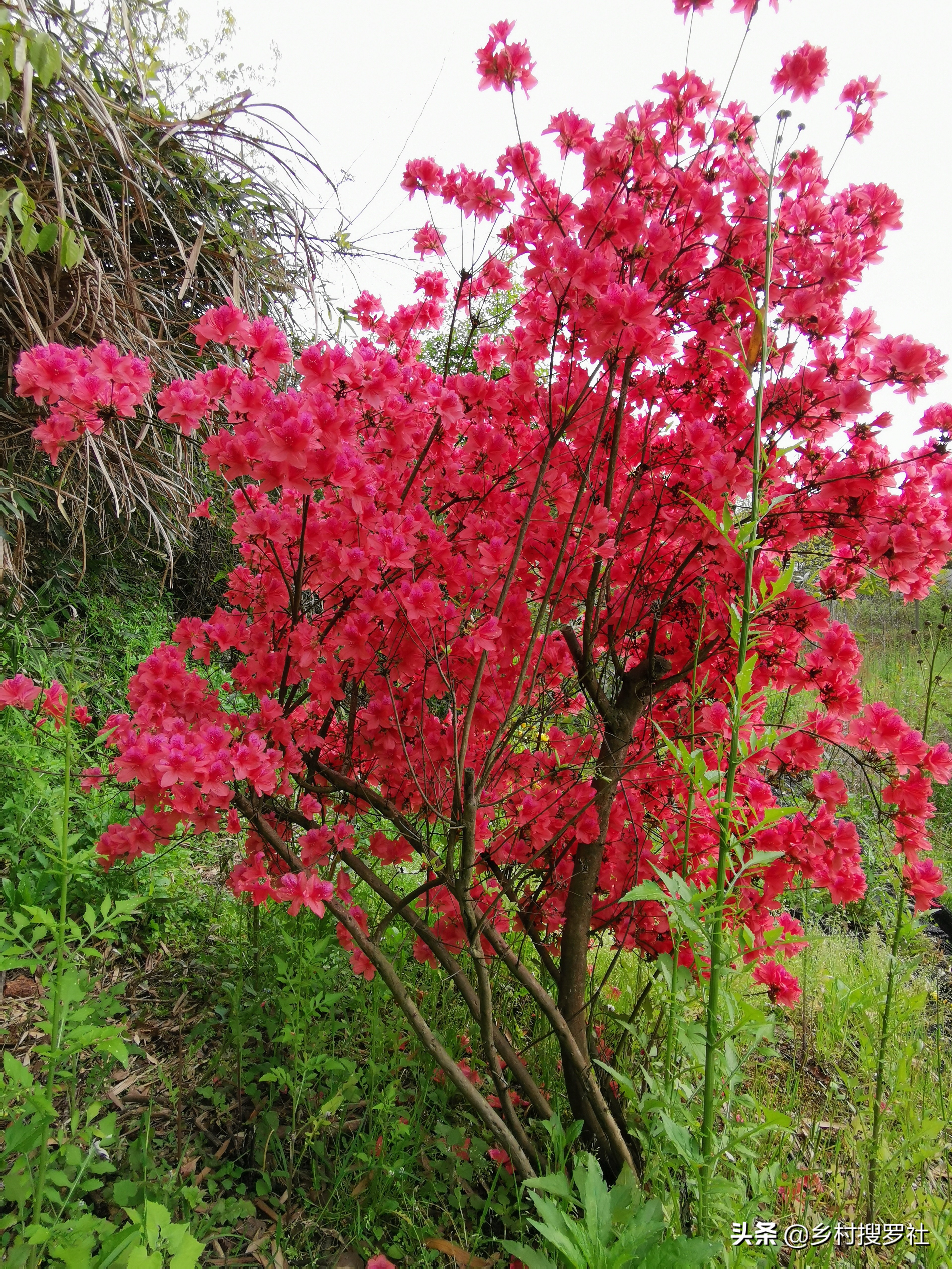 映山红是怎么种植的?掌握这些技巧,40天能生根,90天可成活