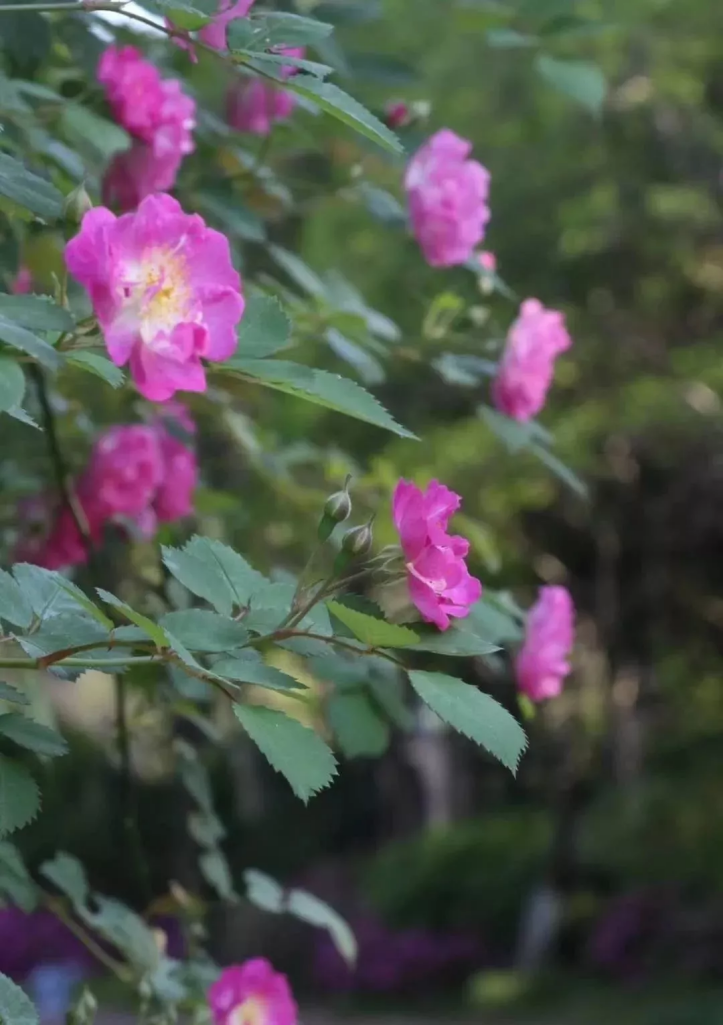 北京这个学校很“火”！坐拥3大花园、果园、动物园，集美貌与知识于一体！