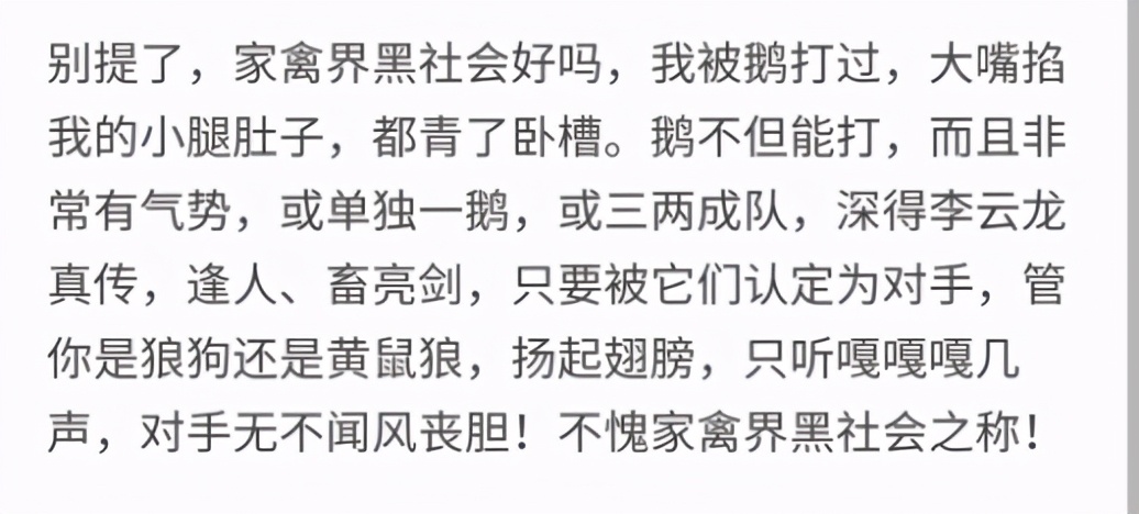 2只老虎围攻1只鹅，反被大鹅欺负，撒腿就跑！大鹅为什么那么凶？