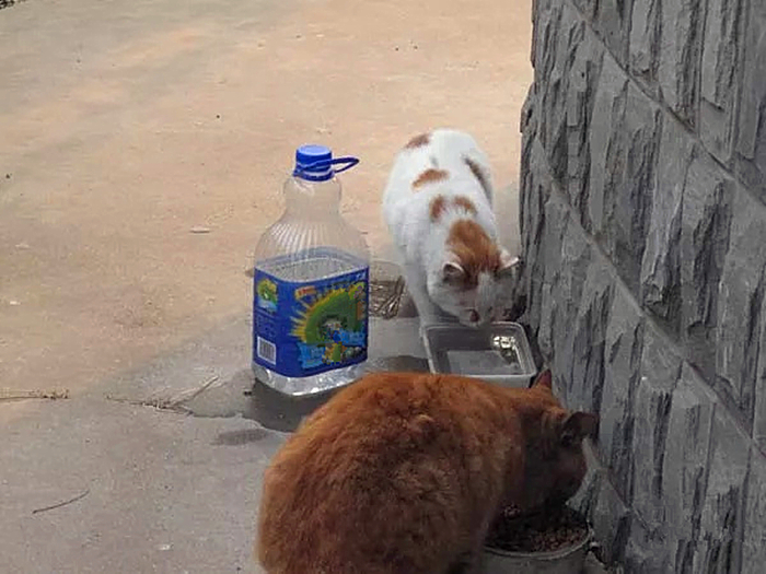 遇见流浪猫可以喂什么（没有猫粮的情况下喂猫吃什么）-第5张图片-巴山号