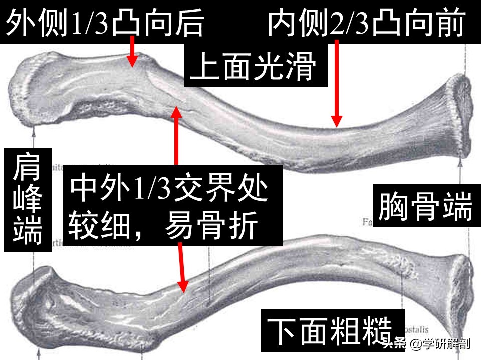 美人骨和蝴蝶背指的是上肢带骨锁骨和肩胛骨，上肢骨的形态结构